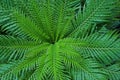 Tree ferns leaves, pattrn of nature