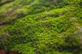 Tree ferns and moss on rocks. close up, thailand Royalty Free Stock Photo