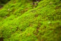 Tree ferns and moss on rocks. close up, thailand Royalty Free Stock Photo