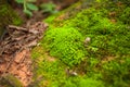 Tree ferns and moss on rocks. close up, thailand Royalty Free Stock Photo