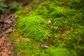 Tree ferns and moss on rocks. close up, thailand Royalty Free Stock Photo