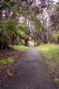 Tree ferns and ohia trees Royalty Free Stock Photo