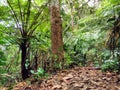 Tree ferns in secondary rainforest