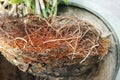 Tree fibrous root that grow too much In small pot, Lack of nutrients and minerals in the soil.