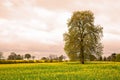 Tree with Field Royalty Free Stock Photo