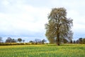 Tree with Field Royalty Free Stock Photo