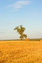 Tree on field Royalty Free Stock Photo