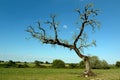 Tree in field