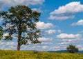A tree in a field at the Antietam National Battlefield on a sunny summer day