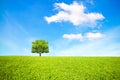 Tree, field and beautiful sky