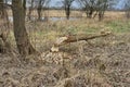 Tree in a field cut by beavers. Wild nature Royalty Free Stock Photo