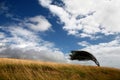 Tree on a field deformed by wind Royalty Free Stock Photo