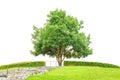 Tree and field of grass with stone staircase leads up to the tree for success concept isolated on a white background with clippin Royalty Free Stock Photo