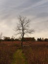 Tree in the field: Late autumn on the prairie with a bare tree against a stormy sky Royalty Free Stock Photo