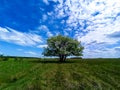 Tree in the field. Royalty Free Stock Photo