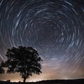 a tree on a field with multiple circular trails in the sky