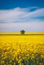 Tree in field of rapeseed under blue sky with clouds, spring landscape. Lone tree in yellow rape-seed field Royalty Free Stock Photo