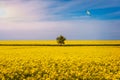 Tree in field of rapeseed under blue sky with clouds, spring landscape. Lone tree in yellow rape-seed field Royalty Free Stock Photo