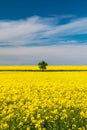 Tree in field of rapeseed under blue sky with clouds, spring landscape. Lone tree in yellow rape-seed field Royalty Free Stock Photo