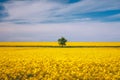 Tree in field of rapeseed under blue sky with clouds, spring landscape. Lone tree in yellow rape-seed field