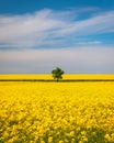 Tree in field of rapeseed under blue sky with clouds, spring landscape. Lone tree in yellow rape-seed field Royalty Free Stock Photo