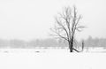 Tree in field with snow storm Royalty Free Stock Photo