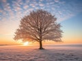 Tree in a field with snow and sunset. Calm winter landscape