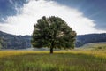 Tree in the field