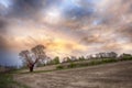 Tree and field at sunrise in early spring Royalty Free Stock Photo