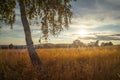 Tree on the field at sunset - summer evening in the countryside Royalty Free Stock Photo