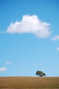 A tree in the field under cloud and blue sky Royalty Free Stock Photo