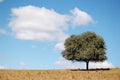 A tree in the field under cloud and blue sky Royalty Free Stock Photo
