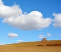 A tree in the field under cloud and blue sky Royalty Free Stock Photo