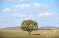 A tree in field under sky and clouds Royalty Free Stock Photo