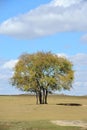 A tree in field under sky and clouds Royalty Free Stock Photo