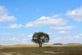 A tree in field under sky and clouds Royalty Free Stock Photo