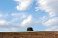 A tree in field under sky and clouds Royalty Free Stock Photo