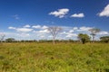 Tree in the field