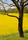 Tree and a Field of Yellow Flowers Royalty Free Stock Photo