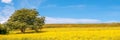Tree In A Field Of Yellow Rapeseed Flowers, Spring Panoramic Background