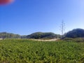Tree in the fields of Andalusia in the south of Spain in a sunny day Royalty Free Stock Photo
