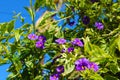 Tree filled with tiny purple flowers a blue sky background and lush green leaves Royalty Free Stock Photo