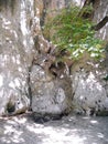 Tree growing between rocks by the river Acheron