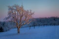 Tree in the first morning light on a cold winter day