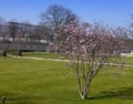 Tree with the first spring flowers in city park. Paris Royalty Free Stock Photo