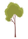 Tree flat illustration. Nature or healthy lifestyle topic. Forest nature plant, isolated eco foliage. Abstract stylized