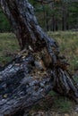 Tree flat root. Fallen gray dark dry tree after fire. Green forest background. Baikal. Overcast Royalty Free Stock Photo