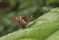 Tree Flitter, Hyarotis adrastus, butterfly, Garo Hills, Meghalaya, India Royalty Free Stock Photo