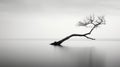 Ethereal Minimalism: Captivating Black And White Tree In Water