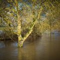 Tree in flood water